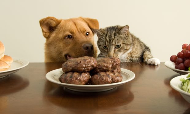 Dog and Cat with Food