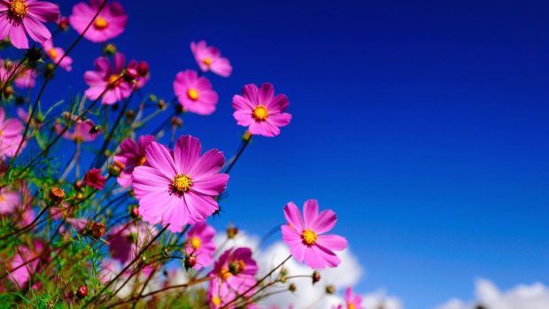 Pink Flowers Sky Full screen Backgrounds