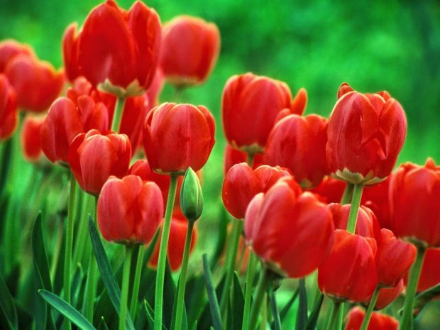 Tulips Flowers Full screen wallpaper