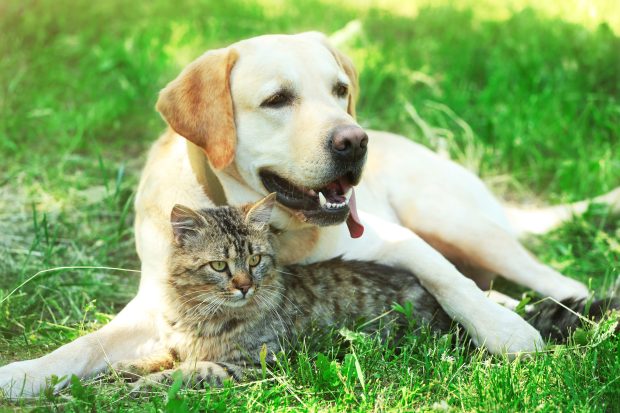 Friendly dog and cat resting over green grass background