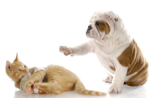 dog and cat fight