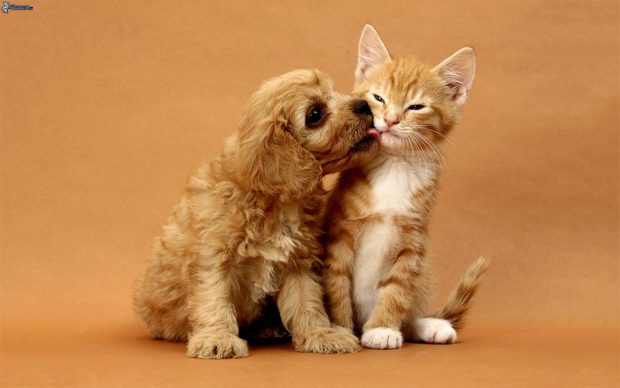 dog and cat, cocker spaniel puppy, small ginger kitten, kiss