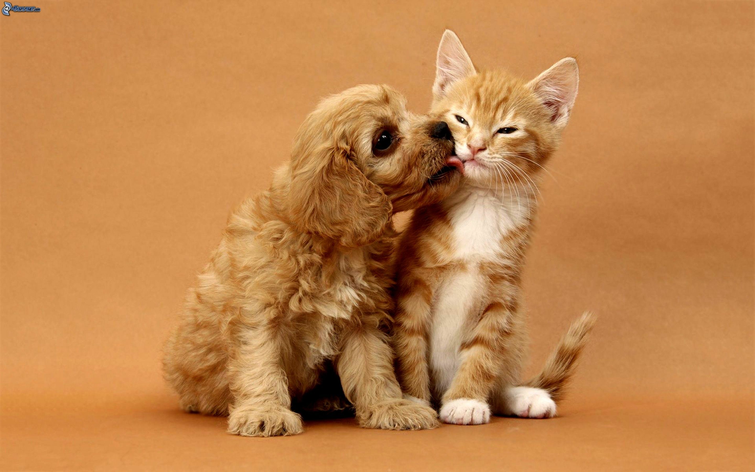 Cute Dog And Cat Wallpaper Pixelstalknet