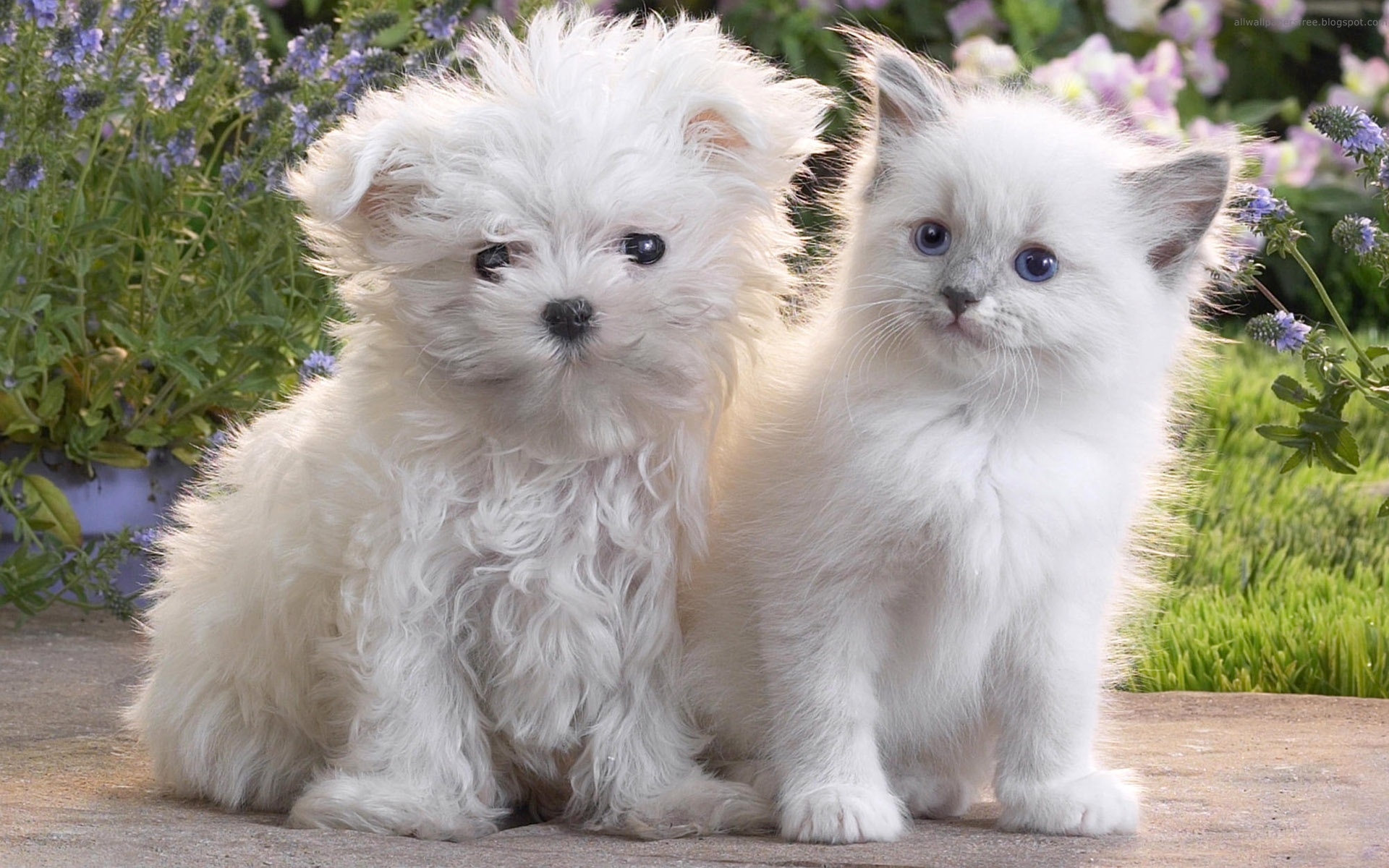  Cute  Dog  and Cat  Wallpaper  PixelsTalk Net