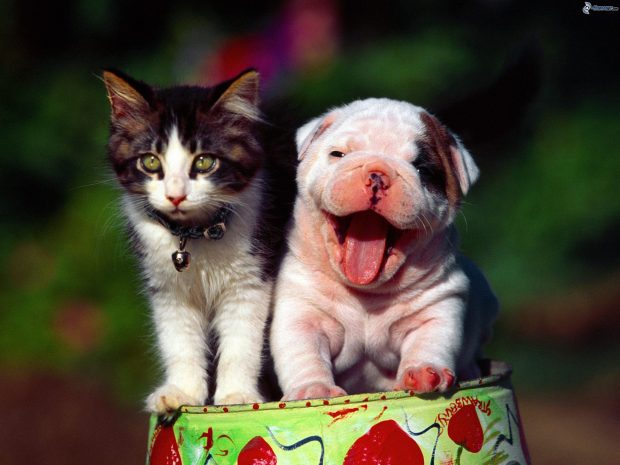 dog and cat, kitten, puppy, tongue