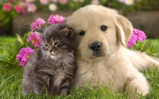 dog and cat, labrador puppy, grass, pink flowers