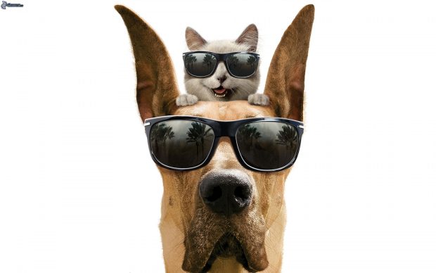 dog and cat, sunglasses